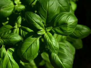 somA_herbs_Ocimum-basilicum-Basil-Bazalka-prava