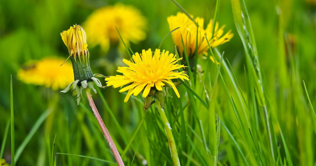 somA_herbs_Taraxacum-officinale-Common-Dandelion-Pupava-lekarska