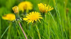 somA_herbs_Taraxacum-officinale-Common-Dandelion-Pupava-lekarska