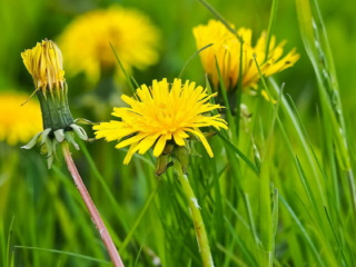 somA_herbs_Taraxacum-officinale-Common-Dandelion-Pupava-lekarska