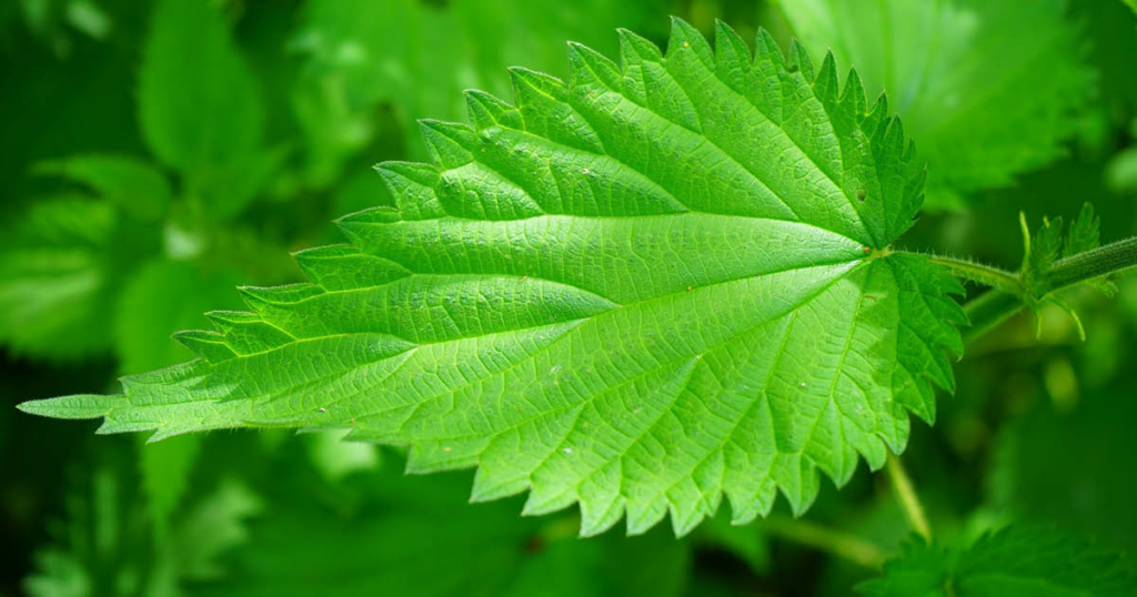 somA_herbs_Urtica-dioica-Stinging-Nettle-Prhlava-dvojdoma