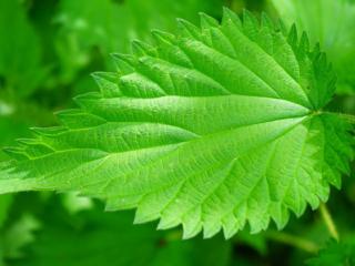 somA_herbs_Urtica-dioica-Stinging-Nettle-Prhlava-dvojdoma