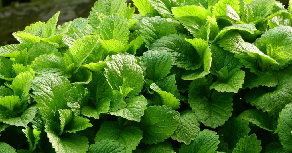 somA_herbs_melissa_officinalis_medovka_lekarska