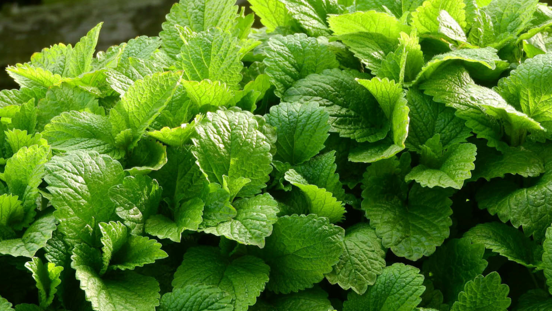 somA_herbs_melissa_officinalis_medovka_lekarska