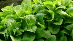 somA_herbs_melissa_officinalis_medovka_lekarska