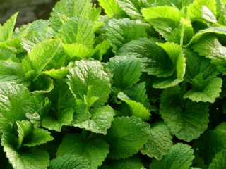 somA_herbs_melissa_officinalis_medovka_lekarska