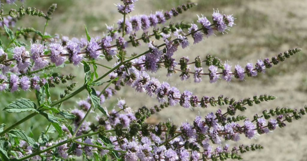 somA_herbs_mint_metha_x_peppermint_mata_paporna