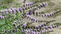 somA_herbs_mint_metha_x_peppermint_mata_paporna