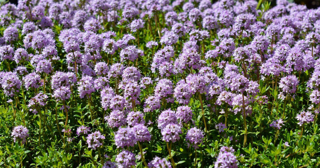 somA_herbs_thyme_thymus_materina_duska