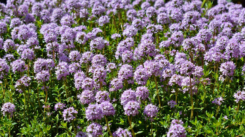 somA_herbs_thyme_thymus_materina_duska