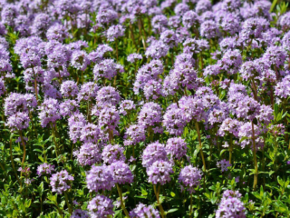 somA_herbs_thyme_thymus_materina_duska